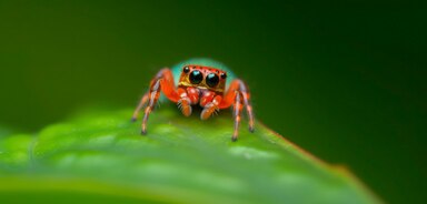 Animaux sur fond vert