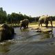 L'heure du bain pour les éléphants du PAL à Saint-Pourçain-sur-Besbre, dans l'Allier. Avec la canicule, les animaux du parc s'adaptent comme leur soigneur. 