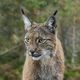 Deux nouvelles naissances ont été observées chez le lynx.