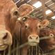 La tuberculose bovine présente en Dordogne force à des mesures drastiques pour la contrôler
