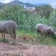 Les brebis de l'association "Les Moutons marseillais" favorisent  la biodiversité en entretenant depuis 2022  les parcelles encore vierges de la cité phocéenne.