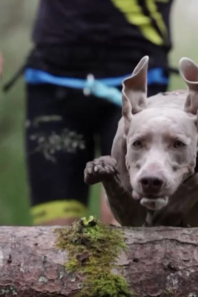 La première Cani-Ninja a eu lieu en Dordogne