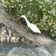 L'aigrette, un oiseau que l'on retrouve dans les marais de Rochefort (image d'illustration).