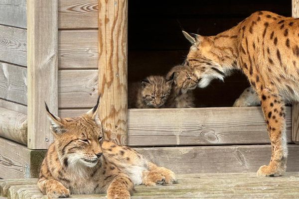 Les deux bébés lynx, nés au zoo parc de Dunkerque, sont visibles dans l'enclos.