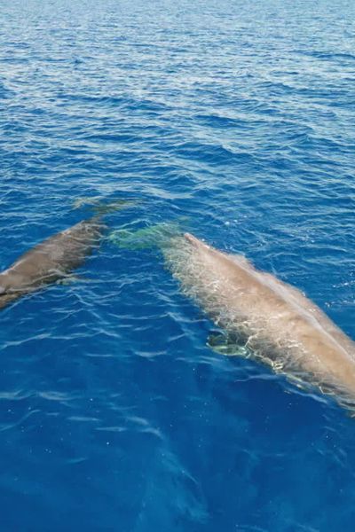 Une excursion en zodiac de quelques heures permet aux visiteurs de découvrir des beautés sous-mrines habituellement cachées.