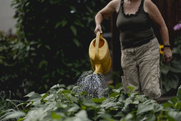 En plein été, il vaut mieux éviter d'arroser son jardin en pleine journée.