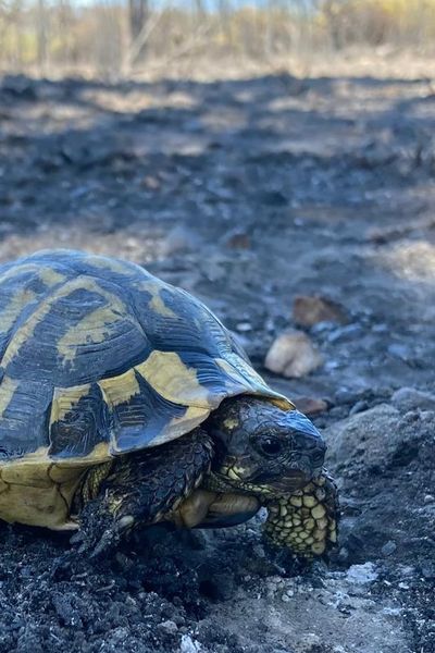 Des tortues Hermann sont retrouvées vivantes, après l'incendie de Vidauban dans la plaine des Maures.