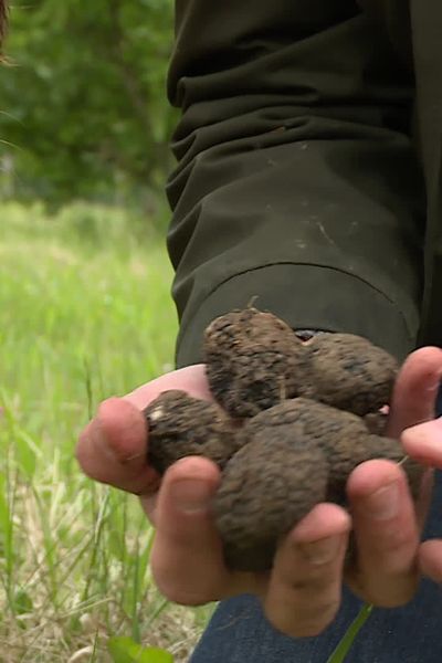 La truffe du chien et la truffe d'été