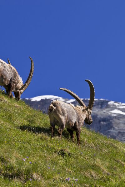 La création du Gran Paradiso en Italie et du parc de la Vanoise en France, aura permis de sauver de l'extinction totale, la population de bouquetins des Alpes.