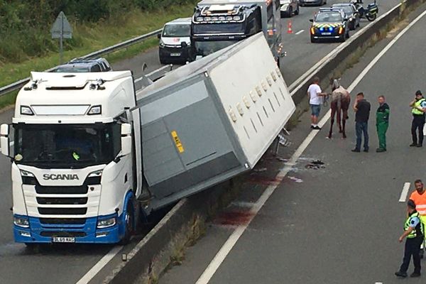 Sous la remorque, des chevaux sont restés coincés. D'autres ont pu être évacués.