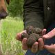 La truffe du chien et la truffe d'été