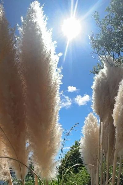 L'herbe de la pampa, magnifique plante exotique envahissante.