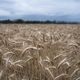 Les moissons sont retardées en raison des orages en Auvergne.