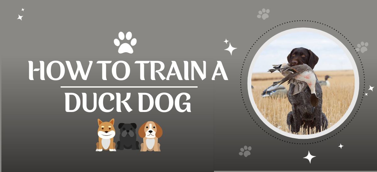 How To Train A Duck Dog