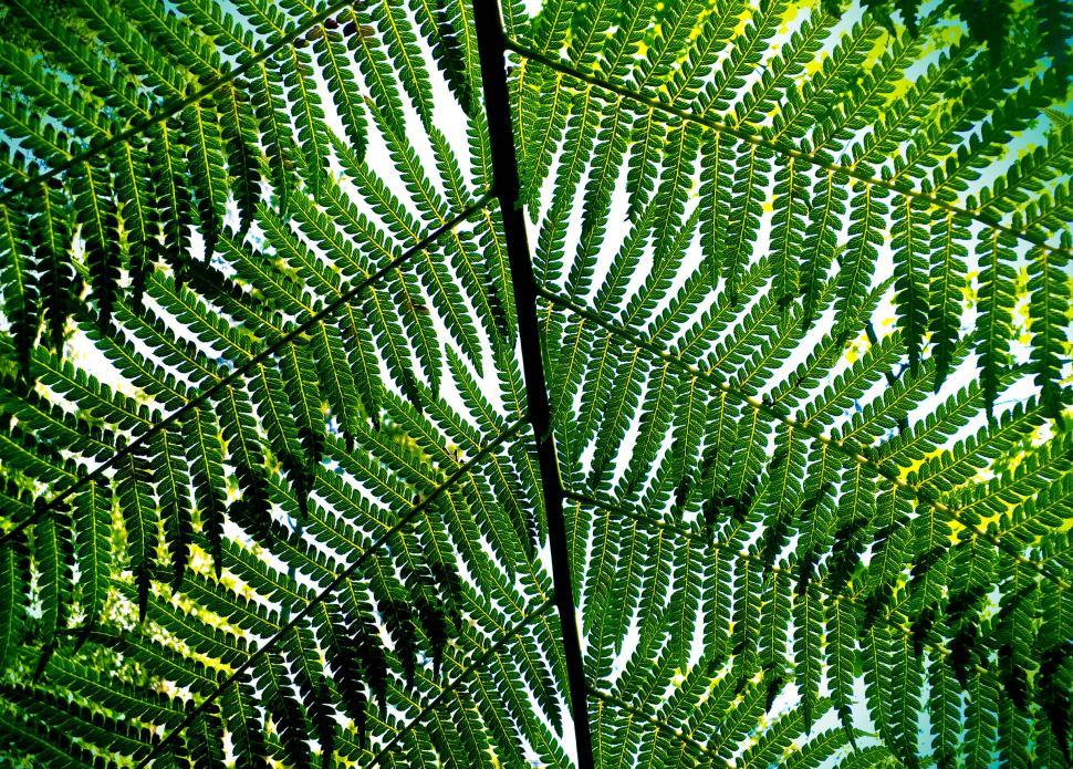 Free Stock Photo of Giant Fern Leaves - Bussaco National Forest ...