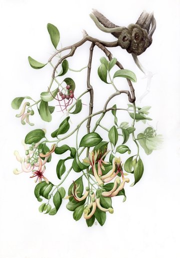 Muellerina celastroides  on Banksia integrifolia (Painting, in the library,  by Gillian Scott)