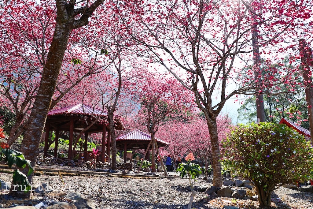 石佛公⟩南投魚池景點，免費賞櫻小秘境，石佛公園櫻花盛開中，鄰近九族文化村和日月潭 @果果愛Fruitlove