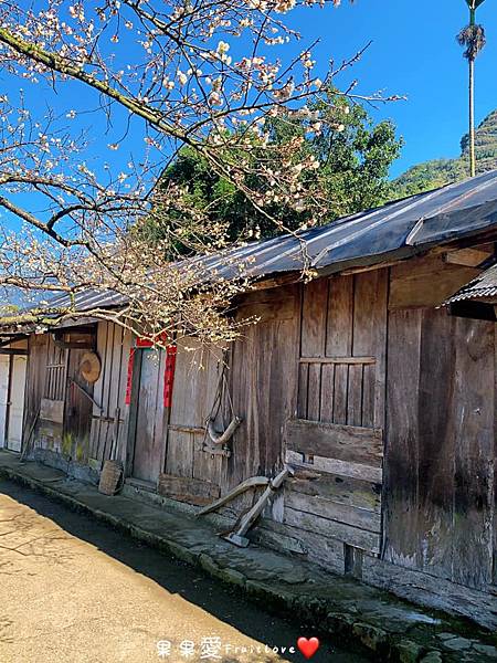 外坪頂蔡家秘境梅園⟩南投信義景點，梅園占地廣大，還有網美打卡點梅花樹下的古厝/寵物友善 @果果愛Fruitlove