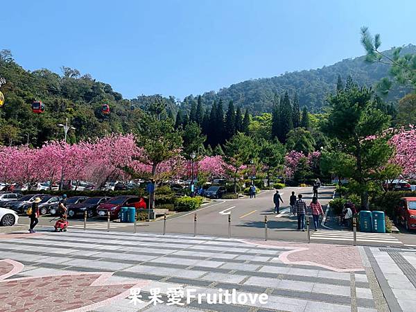 伊達邵親水步道⟩南投魚池景點，漫步在日月潭親水步道，輕鬆享受日月潭的優閒恬靜，道路平坦，沿途還可以聞到陣陣的桂花香與觀賞美麗的櫻花/寵物友善　不限大小最少需要牽繩　　銀髮友善 @果果愛Fruitlove