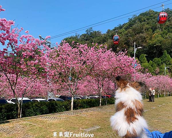 伊達邵親水步道⟩南投魚池景點，漫步在日月潭親水步道，輕鬆享受日月潭的優閒恬靜，道路平坦，沿途還可以聞到陣陣的桂花香與觀賞美麗的櫻花/寵物友善　不限大小最少需要牽繩　　銀髮友善 @果果愛Fruitlove