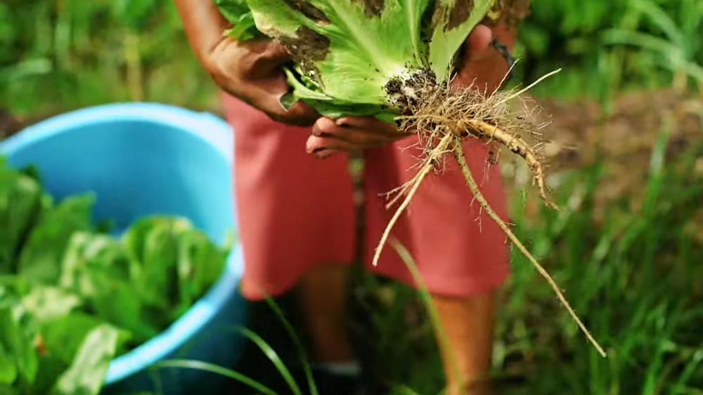 Imagem do vídeo sobre o +Lapena Renda Alimentar disponível no Canal Enfrente. Um dos tópicos principais diz respeito à produção econômica nas periferias.