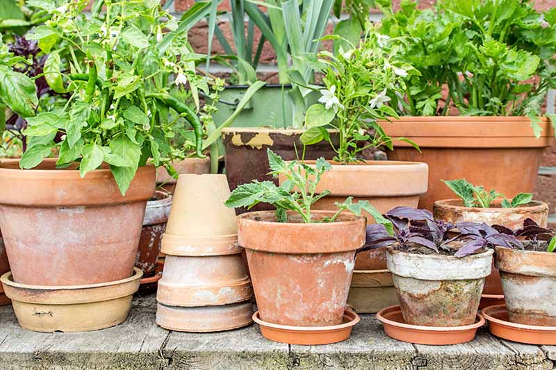 Horizontal head-on image of terra cotta pots of various sizes, stacked upside down, sitting in shallow terrra cotta saucers, and filled with small vegetable plants of various types, on a wooden deck with a brick wall in the background.