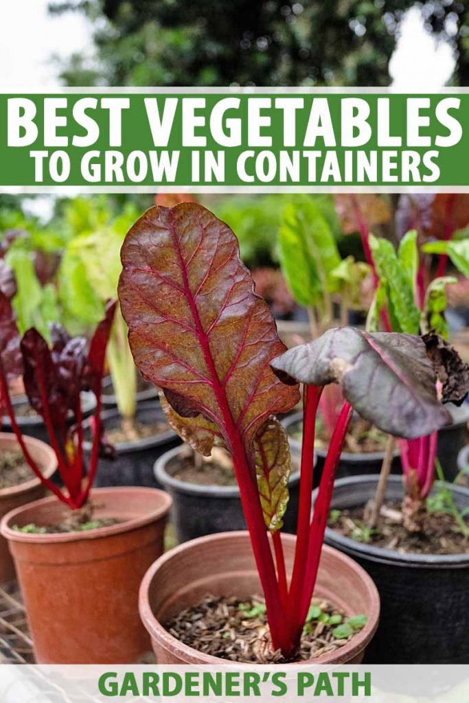 Vertical image of several orange and black plastic pots filled with soil, with small chard plants growing inside, with a tree in soft focus in the background, printed with green and white text in the top third and at the bottom of the frame.