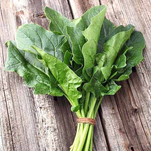 Square overhead image of a bunch of 'Bloomsdale Long Standing' spinach, tied with a piece of twine, on an unfinished weathered wood surface.