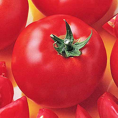 Closeup square overhead image of a red 'Bush Early Girl Hybrid Tomato' with green stem, surrounded by more whole and sliced tomatoes on an orange surface.