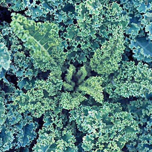 Overhead square image of 'Dwarf Blue Curled Vates' blue-green curly-leaf kale, completely filling the frame.