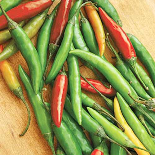 Overhead square image of long, thin, red, green, and pale orange Thai hot peppers, on a wood surface.