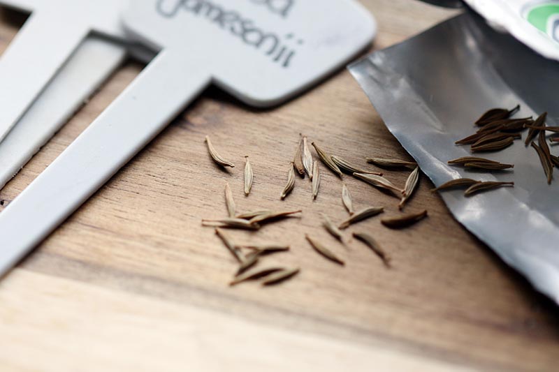 A close up horizontal image of gerbera daisy seeds spilling out of a packet onto a wooden surface.