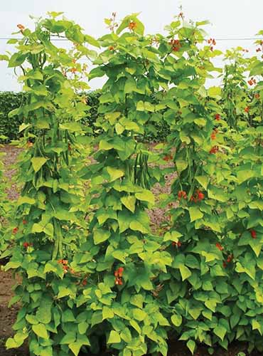 A close up vertical image of 'Scarlet Runner' pole beans growing in the garden.