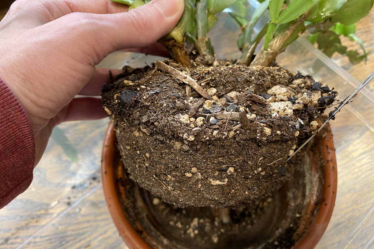 A close up horizontal image of a hand from the left of the frame holding up the root ball of a Christmas cactus plant removed from its pot.