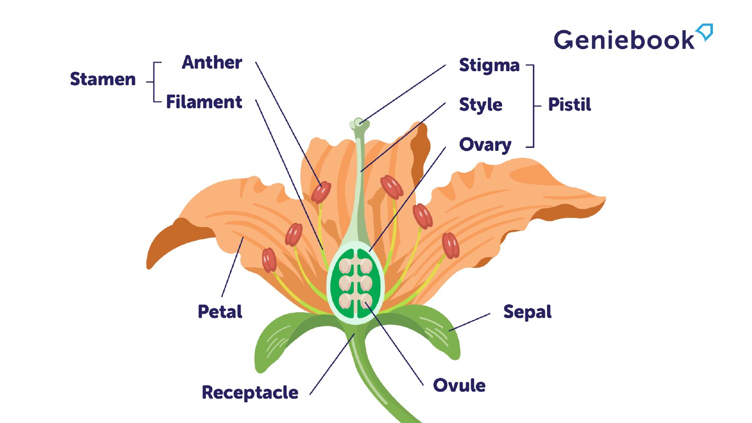 Reproductive parts of a flower diagram