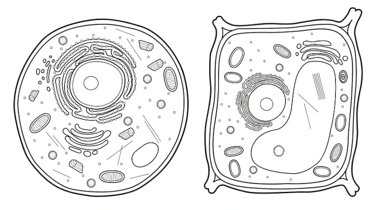 Learn how to identify plant cells and animal cells with ChatGPT