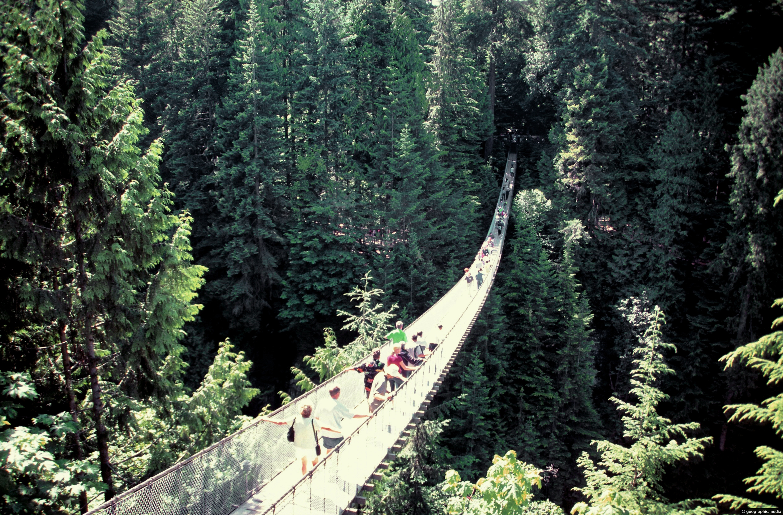 Temperate Rainforest in Vancouver