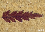 Plant Fossils