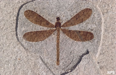 Green River fossil insect