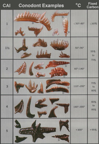 conodonts