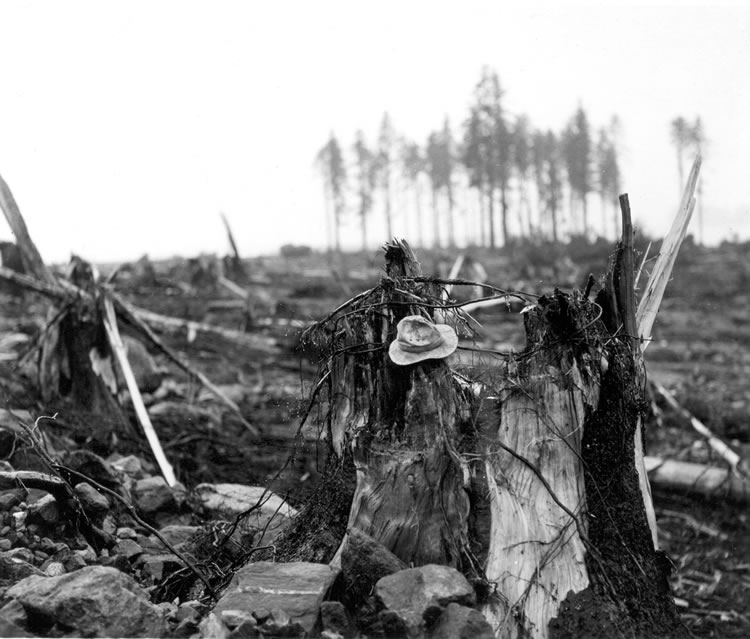 Wave Damage to Tree