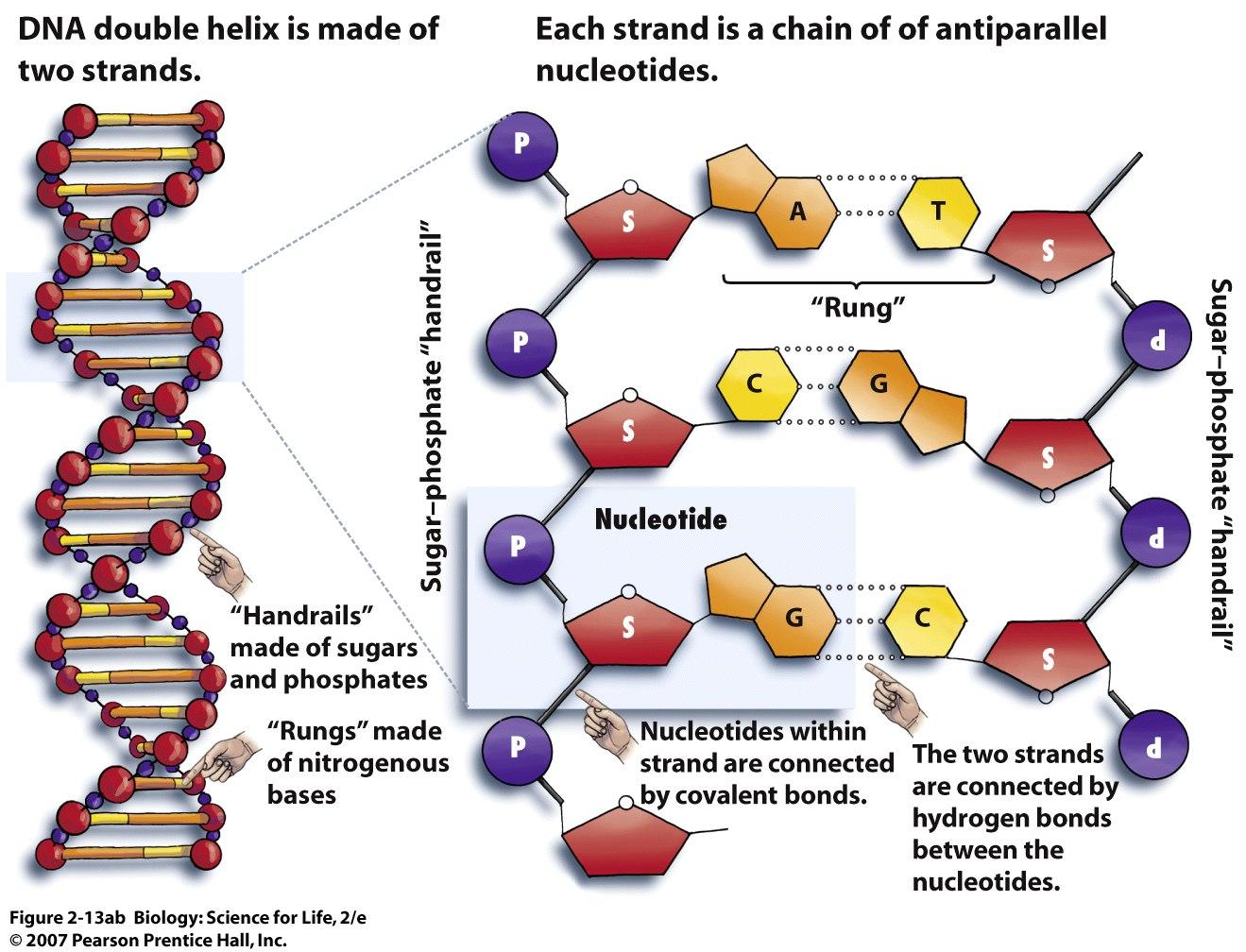 Basic Structure Of Dna Diagram Dna Rna Structure Chemistry D