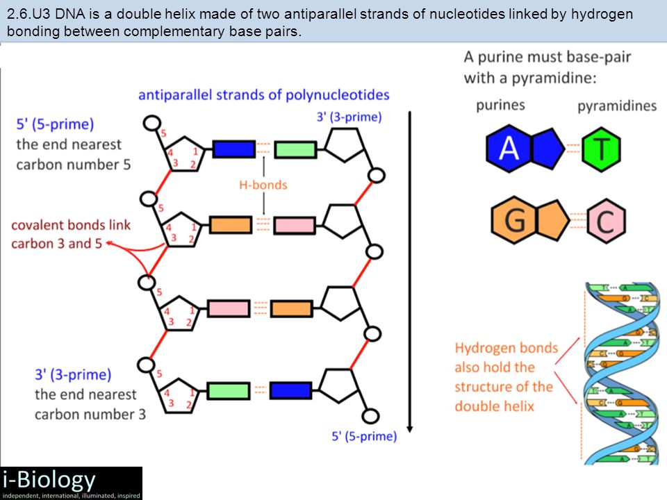 [DIAGRAM] Dna Structure Diagram Drawing - MYDIAGRAM.ONLINE