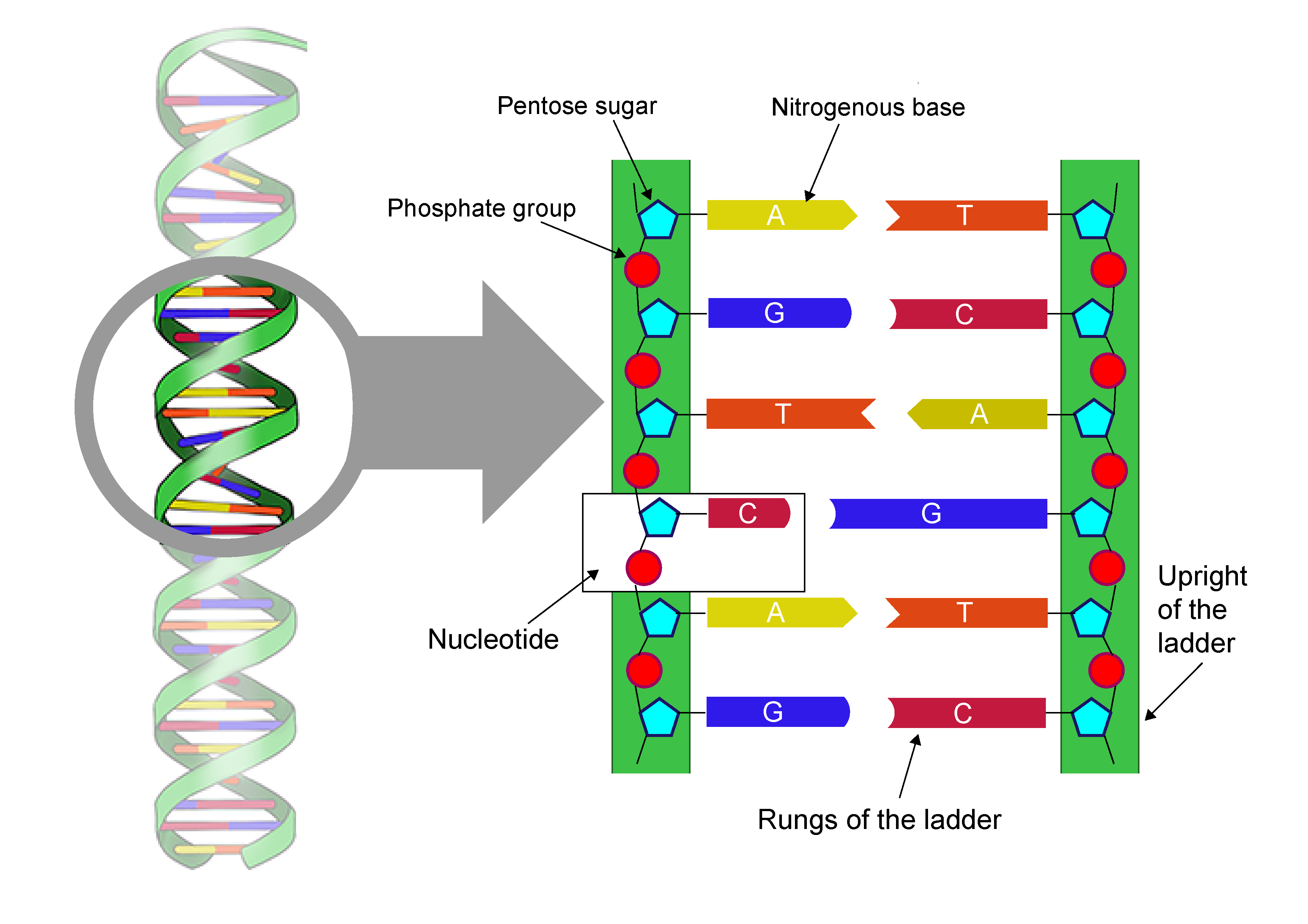 Dna Diagram Labelled