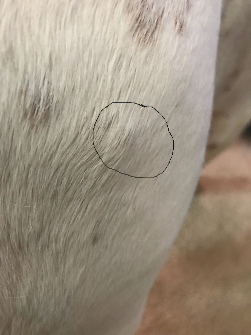 What Are These Bumps All Over My Dog