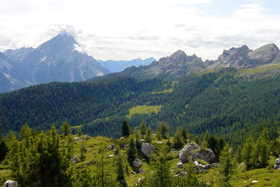 Come possiamo gestire le foreste in modo sostenibile?