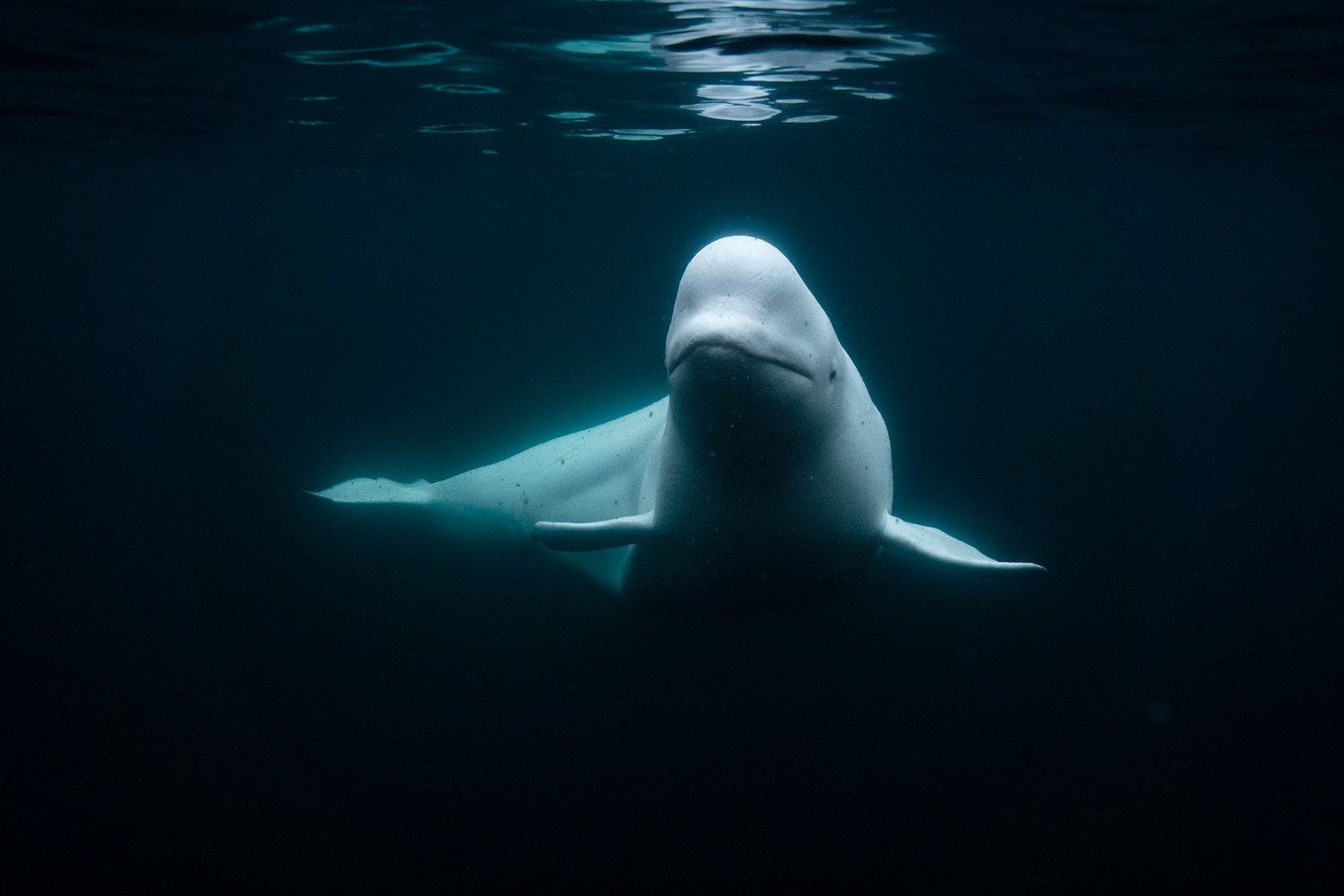 Hvaldimir The Beluga Whale In Norway