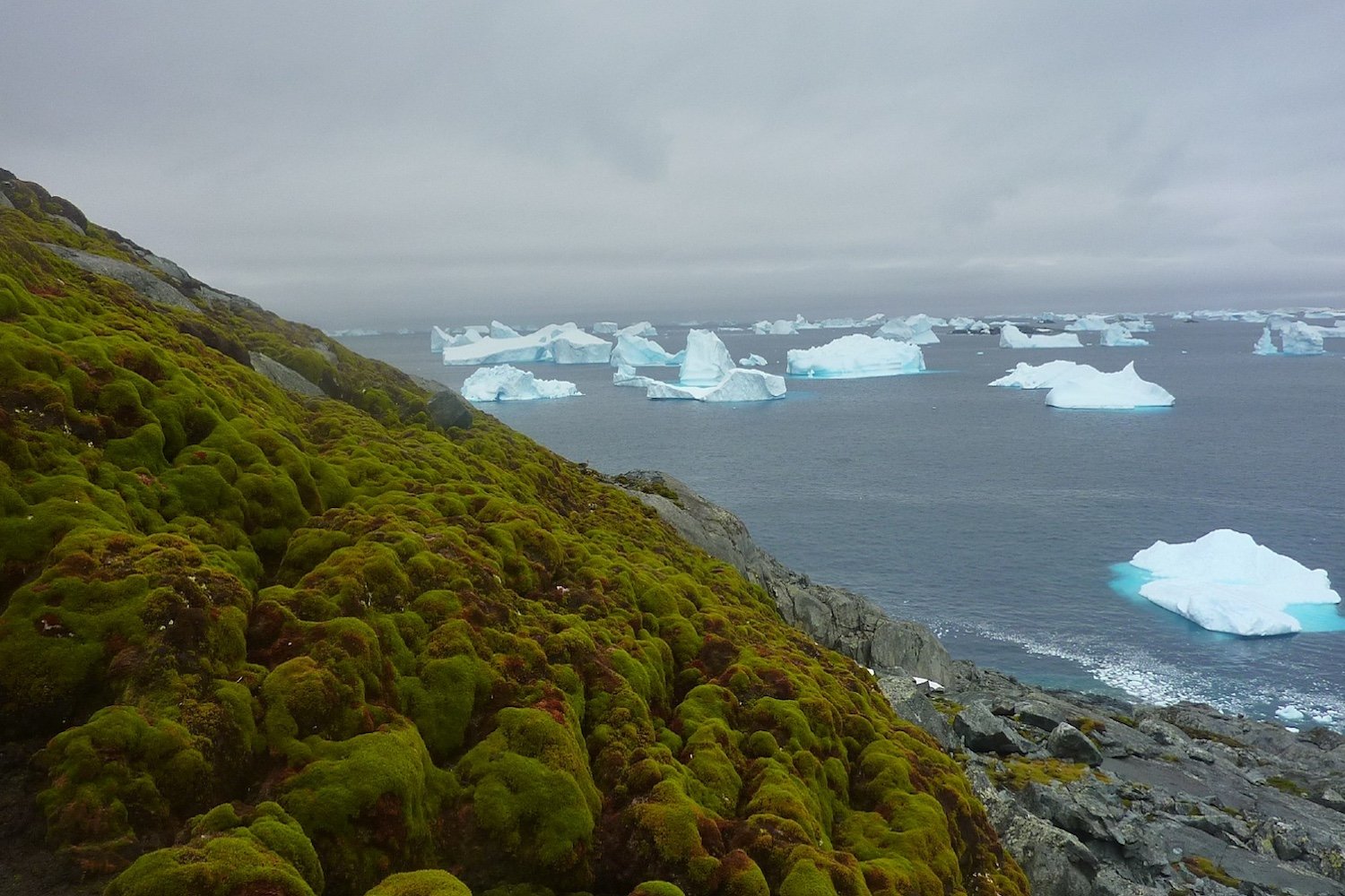 Greening Of Antartica