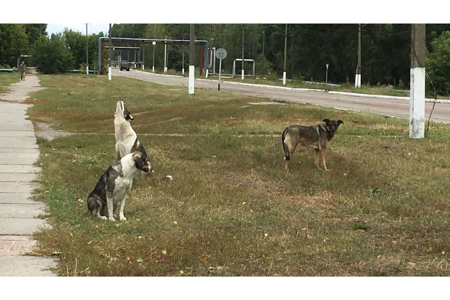 Chernobyl Dogs