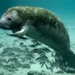 A Florida manatee.